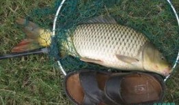 重庆爆料大鲤鱼视频最新,视频曝光引发社会关注