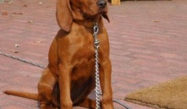 寻血猎犬爆料视频大全最新,揭秘神秘事件背后的真相