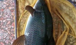 重庆爆料大鲤鱼视频最新,视频曝光引发社会关注