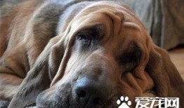 寻血猎犬爆料视频大全最新,揭秘神秘事件背后的真相