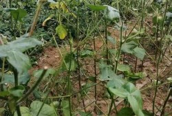 威县爆料最新动态视频,最新动态视频揭秘！