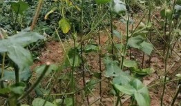 威县爆料最新动态视频,最新动态视频揭秘！